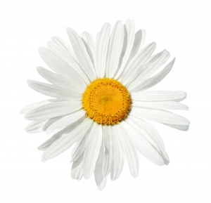 Flower meanings